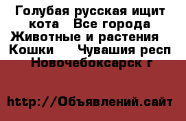 Голубая русская ищит кота - Все города Животные и растения » Кошки   . Чувашия респ.,Новочебоксарск г.